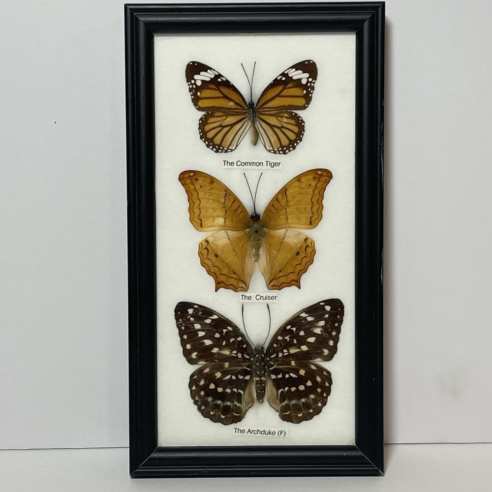 REAL LIFE: Framed Butterflies Specimens Common Tiger Cruiser Archduke 8" Vintage